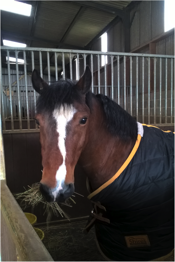 Equine assisted therapy facility